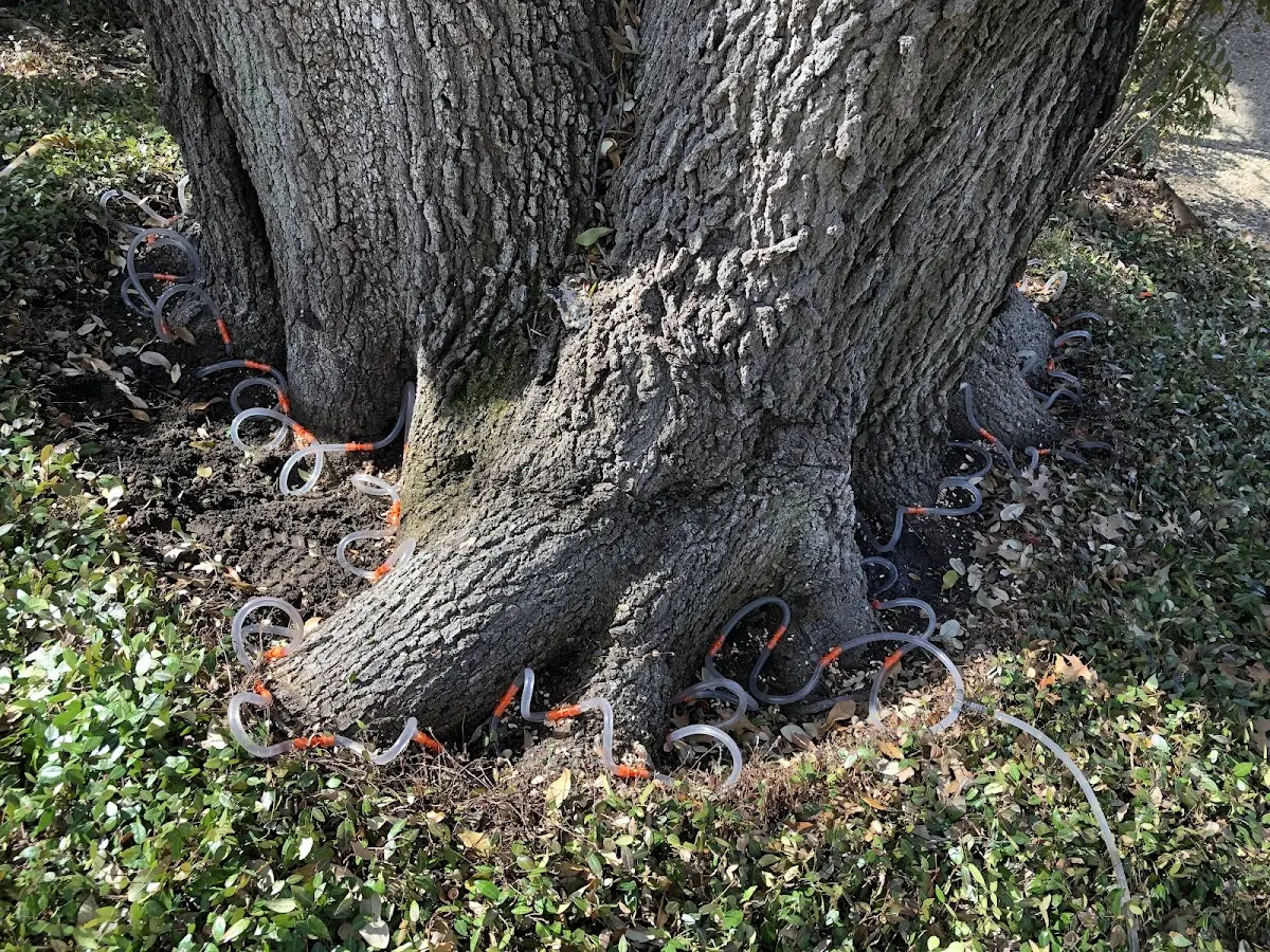 Detailed Tree Cabling and Bracing job site in Bagley